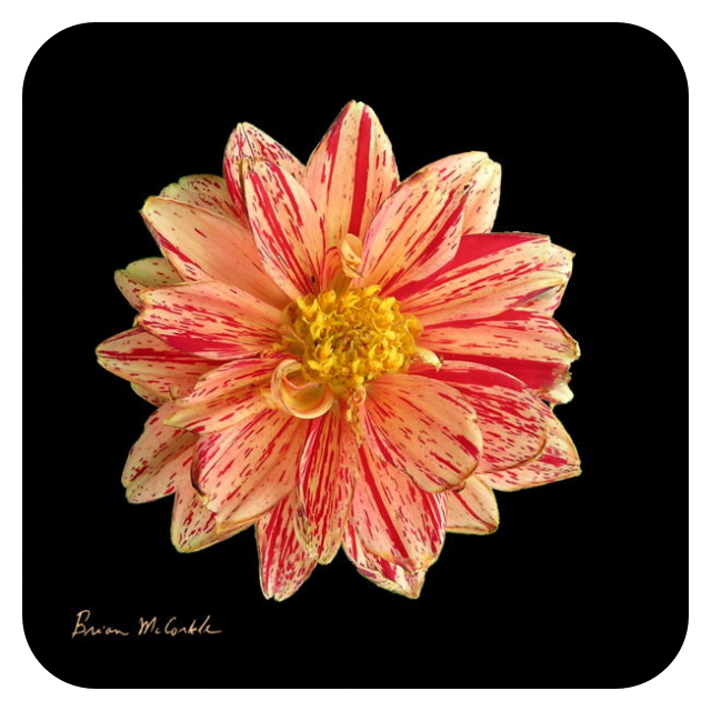 (image for) Hibiscus Orange Black